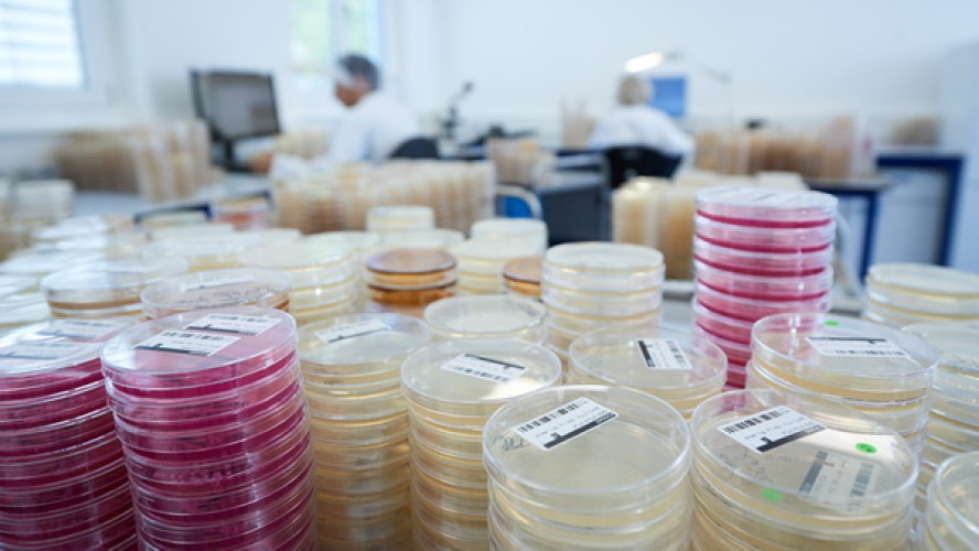 BfR: "Zoonoses and Food Safety" – Salmonella, Campylobacter, Listeria and Co. BfR: "Zoonoses and Food Safety" – Salmonella, Campylobacter, Listeria and Co.