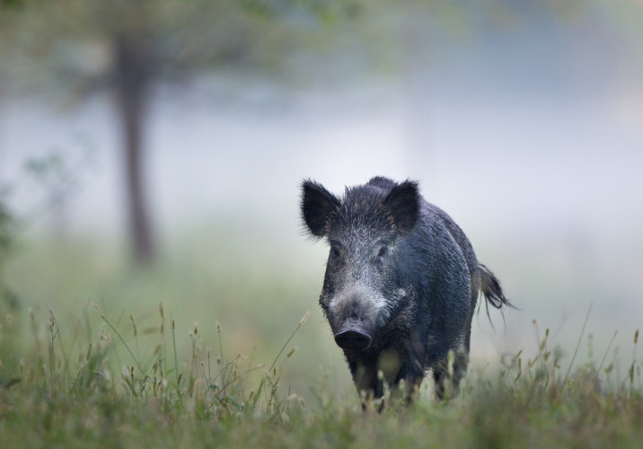 First confirmed case of African swine fever in Germany First confirmed case of African swine fever in Germany